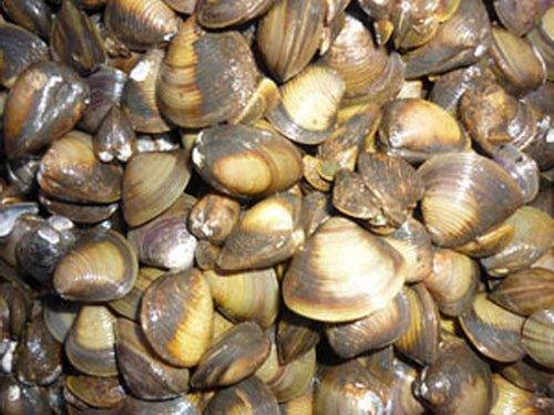 Nâng mũi ăn hến được không